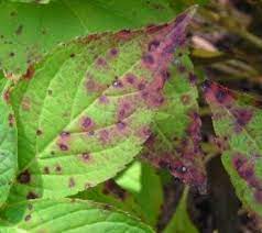 Common names of diseases, the american phytopathological society. Common Problems With Hydrangea Leaves Plant Addicts