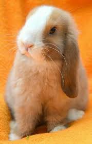Epingle Par Karla 57 Sur Lapin Nain Lapin Lapin Nain Lapin Belier