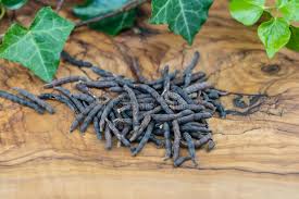 Image result for Xylopia aethiopica