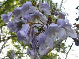 Invader Of The Month May 2007 Fast Growing Trees Tree Seeds Ornamental Trees