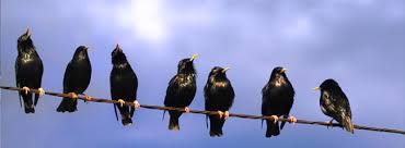 Resultado de imagen de estorninos