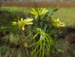 Image result for Ranunculaceae