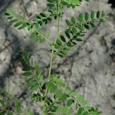 Image result for Phyllanthus muellerianus