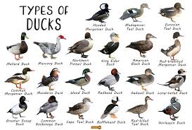 Duck Facts Types Identification Habitat Diet Adaptations In 2020 Duck Species Duck Breeds Types Of Ducks