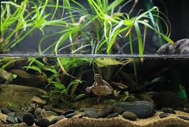 The Definitive Guide To Creating A Paludarium Tank Plants And Building Suggestions Fishkeeping World In 2020 Turtle Terrarium Aquarium Garden Turtle Tank