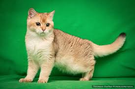 Black silver shaded (chinchilla) british shorthair ns11. Kitten Boy British Shorthair Black Golden Shaded Valmont Golden Age 5 Months 15 Days Photo Of Cats 26976 Sunray