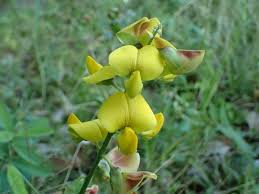 Image result for Crotalaria natalitia