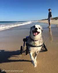 Pin By Monica Lynn On Animaux Et L Handicap Dog Wheelchair Dogs Dogs And Puppies