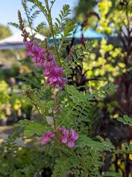 Image result for Indigofera