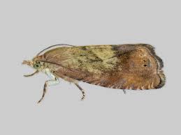 Image result for Cydia strobilella