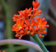 Image result for Jatropha campestris