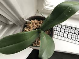 Oct 06, 2017 · our floral department offers exclusive debi lilly design™ products and services made just to your liking! Finding Joy By Regrowing Orchids How To Get Your Orchid To Bloom Again Home 30seconds Mom