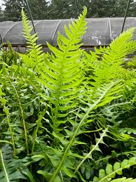 Image result for Polystichum sinense
