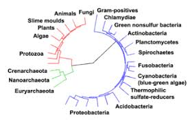 Evolution Wikipedia