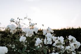 Flower station is a well established brand in the uk, supplying the world's flower station ensures that you get fast flower delivery in harrow on the hill or any other locations in london. Jennifer Tyler Vafa Photography