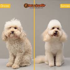 Poodle 2020 Poodle Pet Grooming Kopek