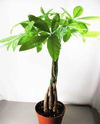 Imgur The Most Awesome Images On The Internet Money Tree Plant Trees To Plant Indoor Plants Pet Friendly