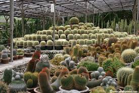 It has a good collection of plants and foliage which. Cactus Vally Cameron Highland Malaysia Sirb Travel Tours