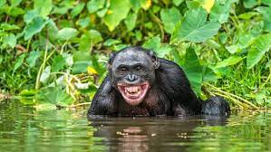 Tropical rainforests are some of the most biodiverse habitats on the planet. Rainforest Habitat Facts And Photos