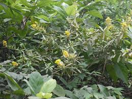 Image result for Crotalaria spectabilis
