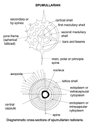 Retarian Phylogeny Showing All Major Groups Of Foraminifera And... |  Download Scientific Diagram
