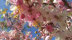 Tentu, itu menjadi daya tarik turis untuk datang ke jepang dan menikmati keindahannya. Mari Mengenal Lebih Jauh Tentang Sakura Sumba Dan Nikis Pesona Alam Yang Masih Tersembunyi Halaman All Pos Kupang