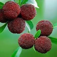 Image result for Psoralea glabra