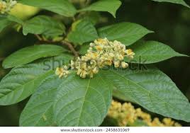 Image result for Grewia praecox