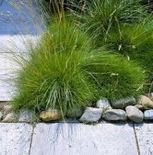 Barenfellgras Liebt Den Sonnigen Bis Vollsonnigen Standort Trockene Durchlassige Kiesige Boden Humusarm Und Nahrsto Garten Bodendecker Steingarten Pflanzen