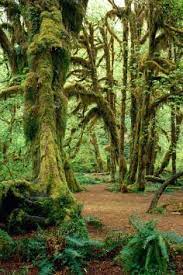 Maybe you would like to learn more about one of these? Hoh Rainforest Olympic National Park Washington Breathtaking Places National Parks