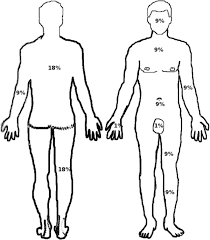 rule of nines this figure shows the different parts of the