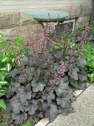 Foliage matures to pale seafoam green with a subtle purple patina. Featured Plants Heuchera