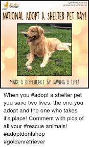 When people adopt, they are not only giving an animal a forever home, they are opening up another spot in a shelter for a stray or abandoned animal to stay while they wait for their own home. Golden Rescue Goldenrescueca Goldenrescuestoreca National Adopt A Shelter Pet Day Mercer 2208 Make A Difference By Saving A Life When You Adopt A Shelter Pet You Save Two Lives The One You