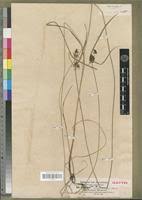 Image result for Pycreus elegantulus