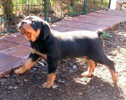 Riverridge rottweilers is an enthusiast kennel that is dedicated to the rottweiler. Beautiful Rottweiler Puppies For Sale In Portland Oregon Classified Americanlisted Com