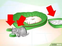 Many organizations even provide you with discount rates on your upcoming visit. How To Care For Your Cat After Neutering Or Spaying