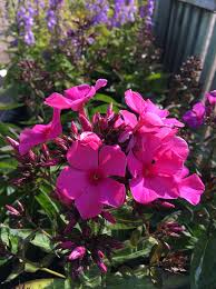 Image result for Phlox paniculata `Sweet Summer`