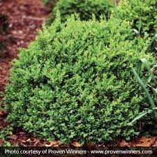 Golden dream (buxus microphylla 'golden dream') with its lime coloring, this plant is a pretty contrast to the other deep greens in your landscape. Search Results For Boxwood Golden Dream