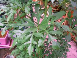 Image result for Cussonia spicata