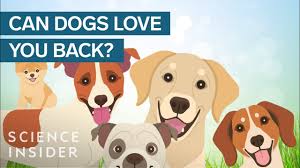 Cries hysterically when you arrive home. Does Your Dog Really Love You Youtube