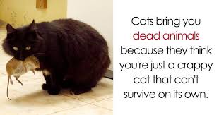 Bengal cats are known for their gentleness towards humans. 68 Amazing Cat Facts That You Probably Didn T Know Bored Panda