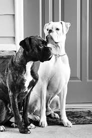 Black And White Boxer Dog Thankful For My Pups Boxer Dogs Baby Dogs Boxer Puppies