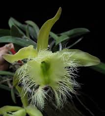 Image result for Dignathia gracilis