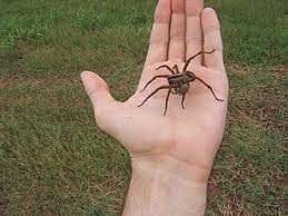 Wolf spiders have figured out how to live just about anywhere. Hogna Carolinensis Wikipedia