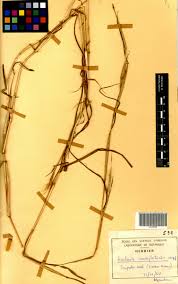 Image result for Euclasta condylotricha