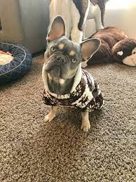 Learn what airlines accept french bulldogs, the best pet carriers for your frenchie, and everything else! Lilac And Tan French Bulldog Www Intermountainfrenchies Weebly Com French Bulldog Bulldog French Bulldog Puppies