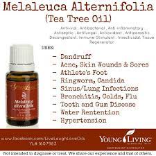 Melaleuca Alternifolia Tea Tree Oil March Special 1586984 Youngliving Melaleuca Essential Oils Health Melaleuca Alternifolia Gum Disease