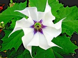 Image result for Datura stramonium