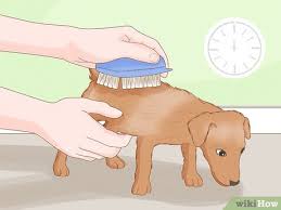 Learn how to housebreak your dog in 6 days for free. 3 Ways To Stop A Dog From Humping Wikihow