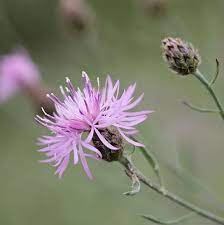 Bighead Knapweed Flower Youtube Best Flower Wallpaper